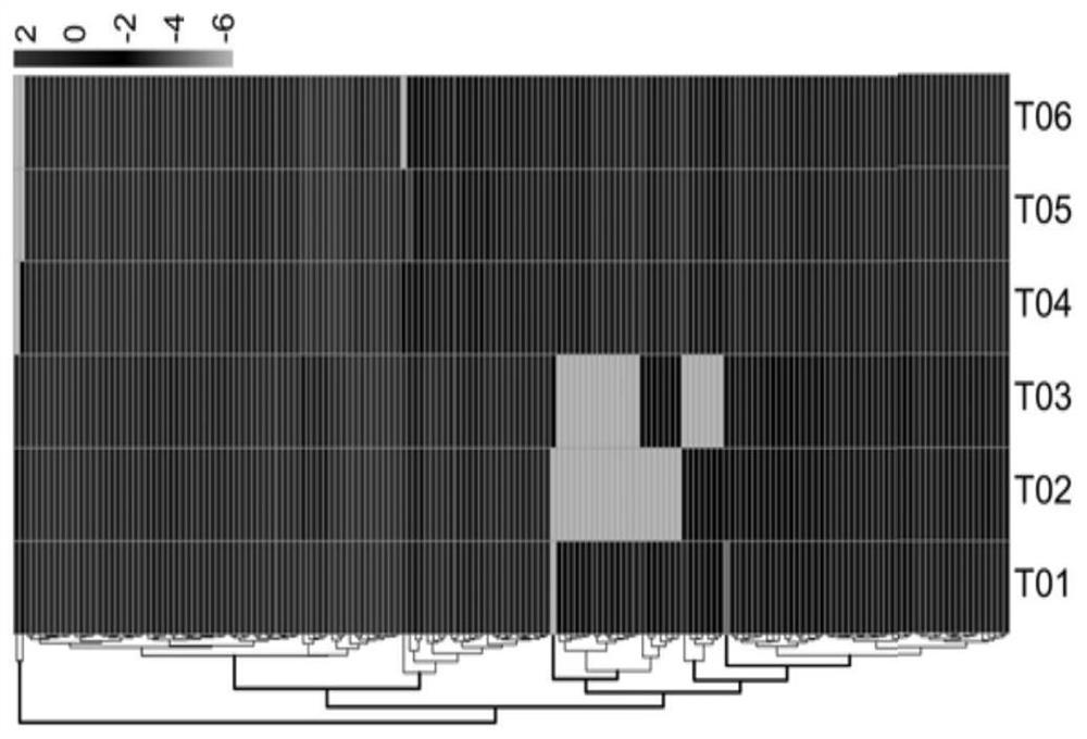 Comparative transcriptome analysis method for peanut leaf gene differential expression under intercropping corn