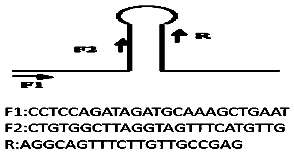 Mechanism of long non-coding RNA Gas-5 to regulate miRNA-196a and application thereof