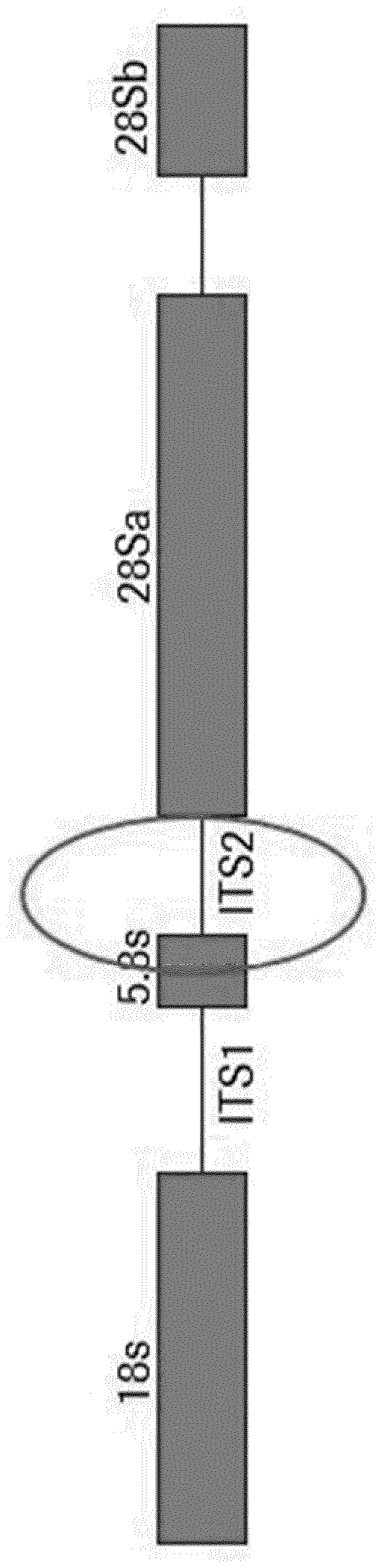 Compositions and methods for detection of trichomonas vaginalis