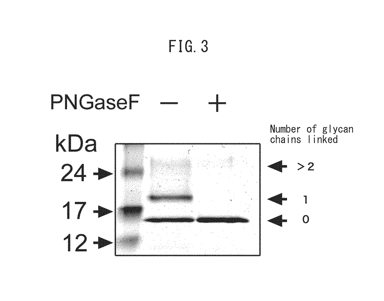 Method for determining site having N-linked sugar chain added thereto or proportion of said addition