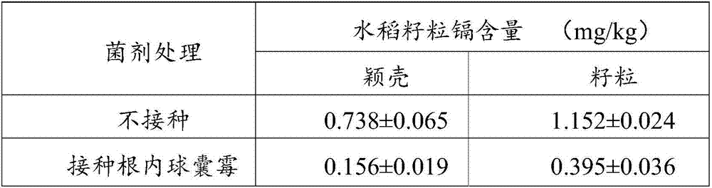 Method capable of reducing content of heavy metal cadmium in rice grains