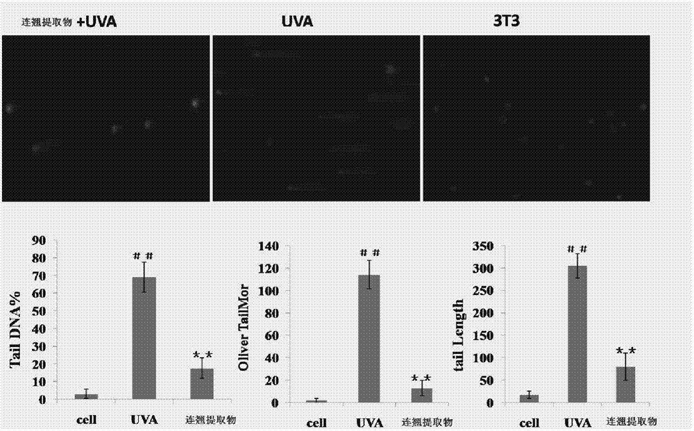 Application of fructus forsythia extract in preparation of health food or cosmetic with UVA (Ultraviolet A) radiation resistance and anti-aging effect