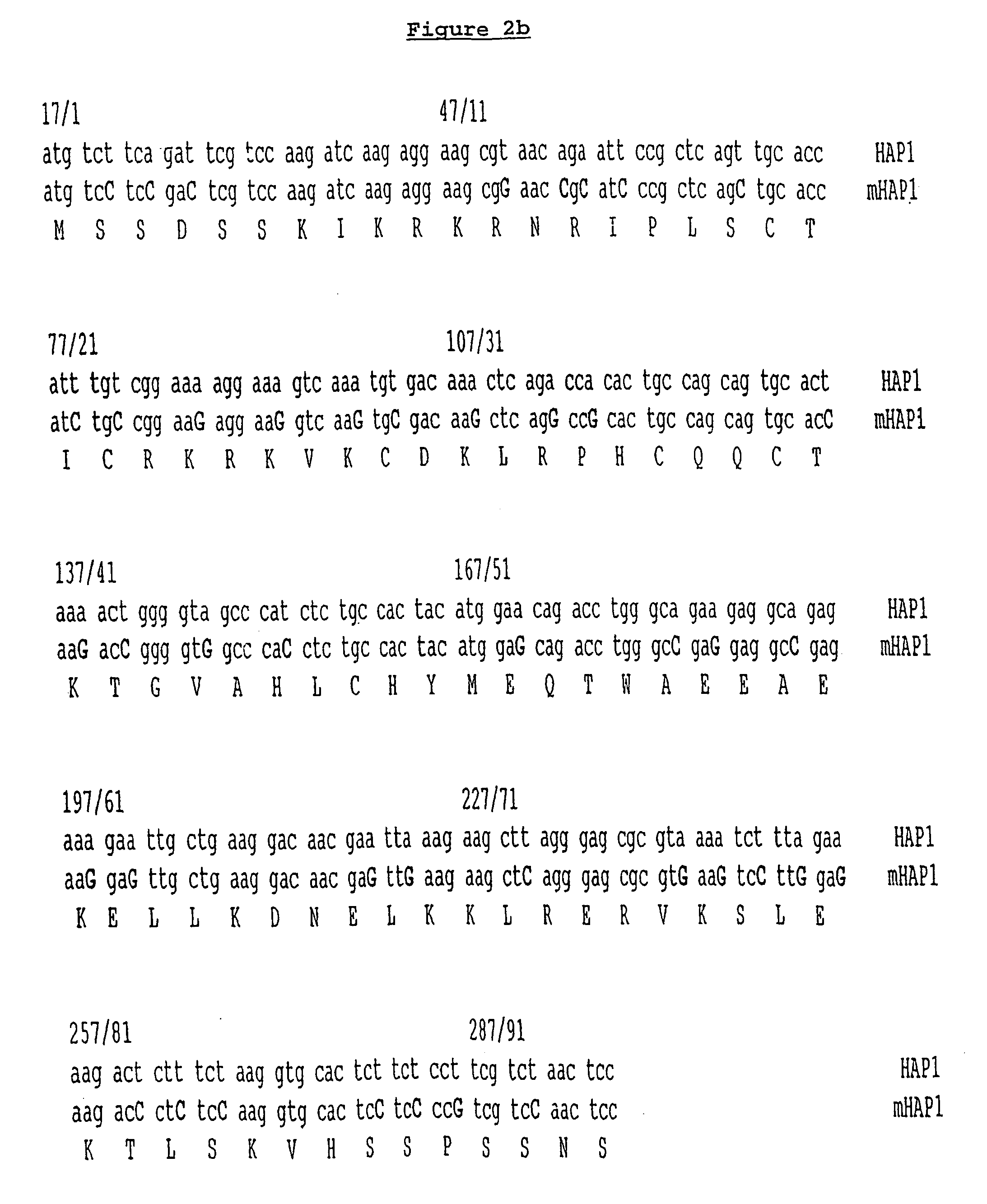 Gene expression construct