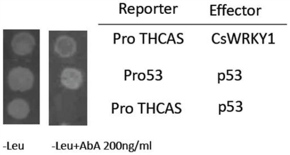 A kind of transcription factor cswrky1 isolated from the glandular trichomes of cannabis and its application