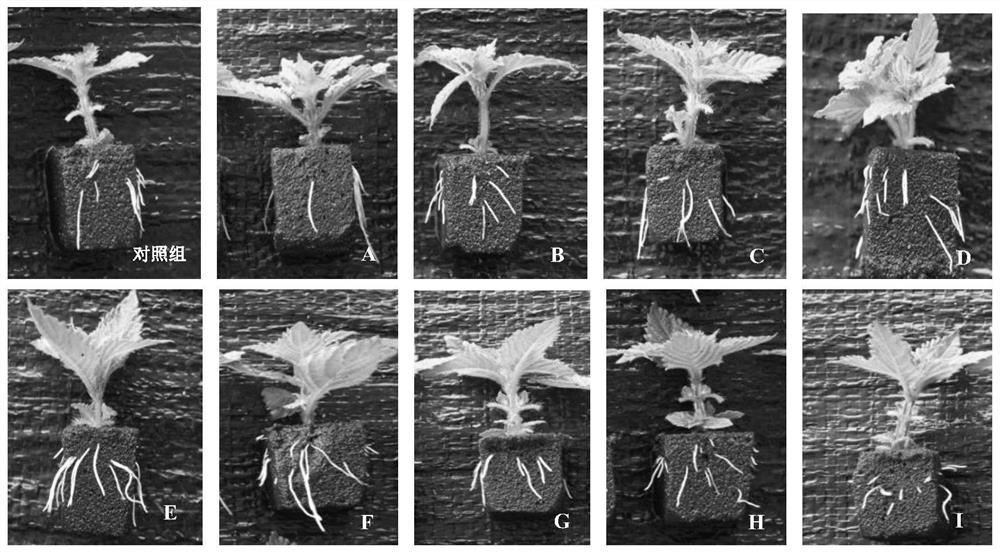 Efficient seedling raising method for virus-free mesona chinensis seedlings and application of efficient seedling raising method