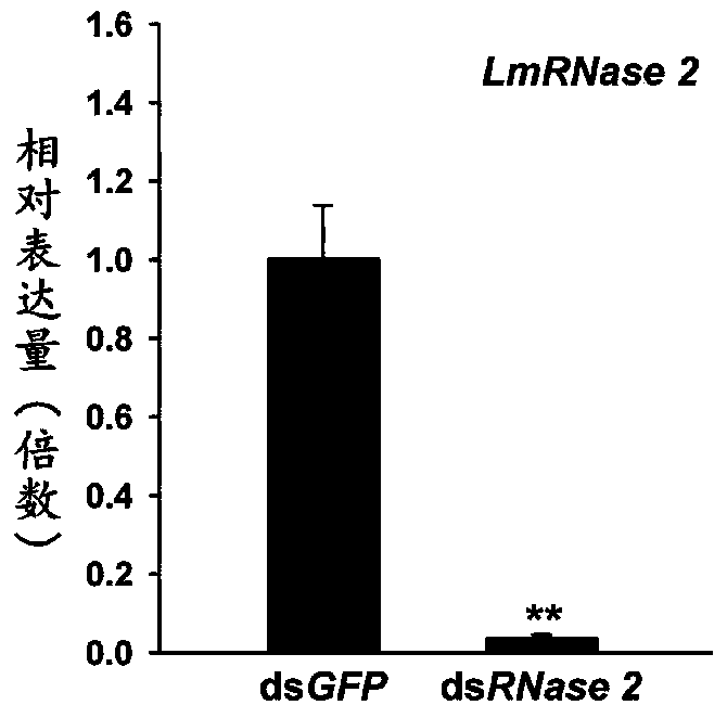 Application of a migratory locust intestinal nucleic acid hydrolase gene in pest control