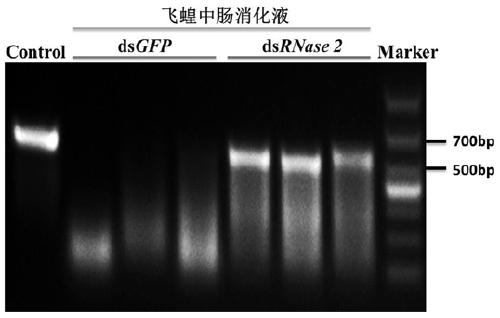 Application of a migratory locust intestinal nucleic acid hydrolase gene in pest control