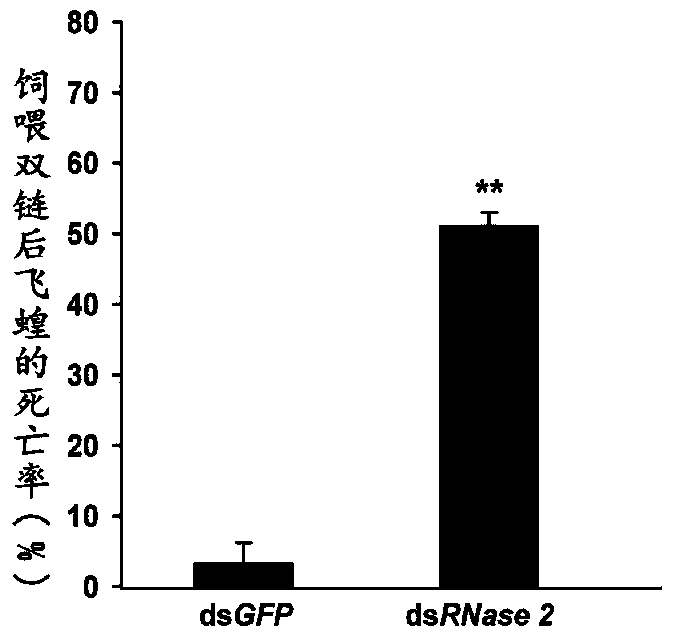 Application of a migratory locust intestinal nucleic acid hydrolase gene in pest control