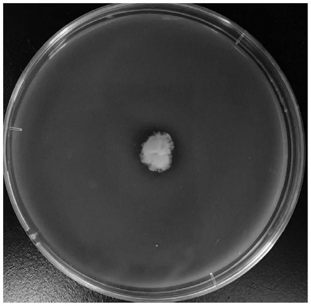 Aspergillus awamori and application thereof in preparation of tannase and degradation of tannin
