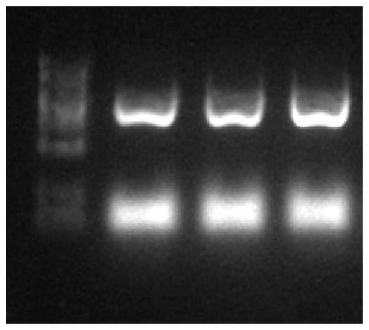 Cold sensitivity related OfHSF11 gene of cinnamomum rixiangxiense as well as encoding protein and application of cold sensitivity related OfHSF11 gene