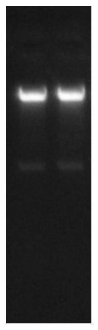 Cold sensitivity related OfHSF11 gene of cinnamomum rixiangxiense as well as encoding protein and application of cold sensitivity related OfHSF11 gene