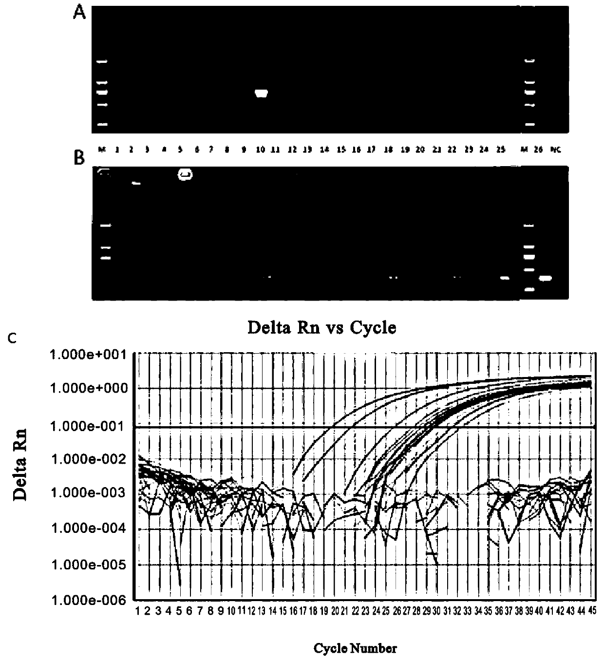 Specific primers, probes and kits for detecting echovirus30 virus