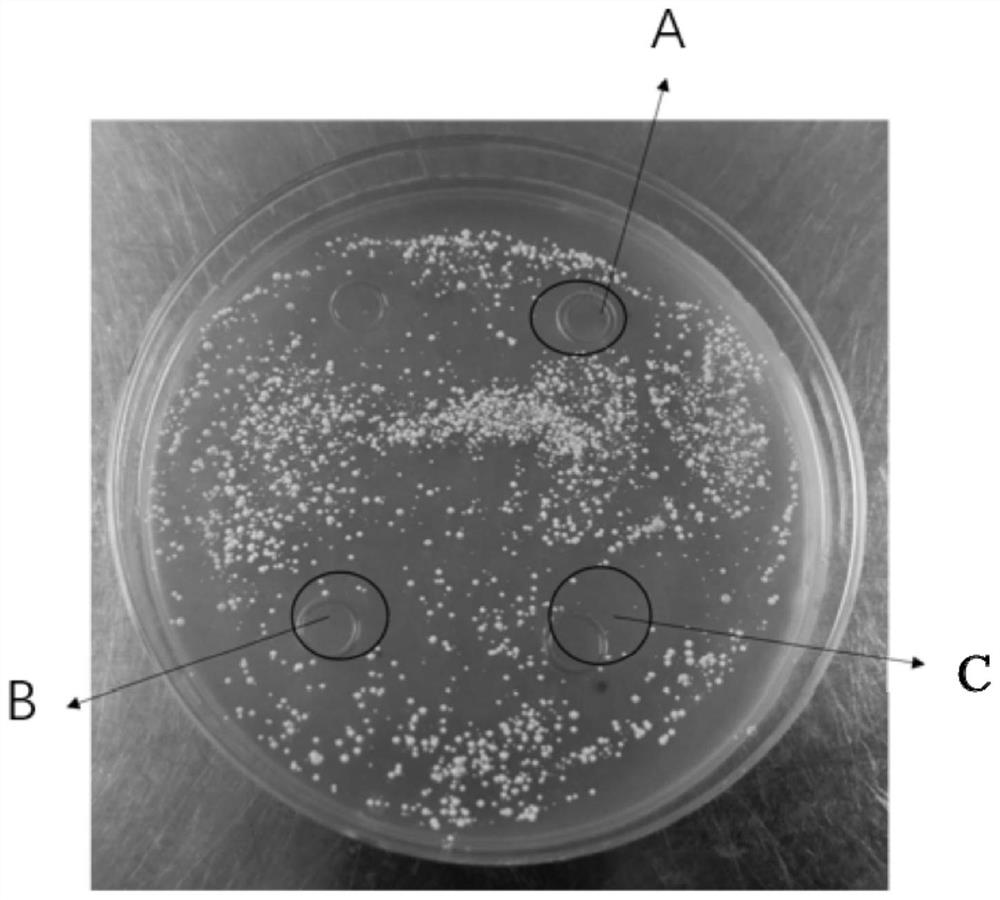 A Pediococcus pentosaceae with high antioxidant activity and whitening effect and its application