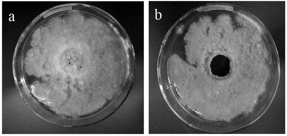 Antibacterial casein-based nano ZNO composite leather finishing agent and preparation method thereof