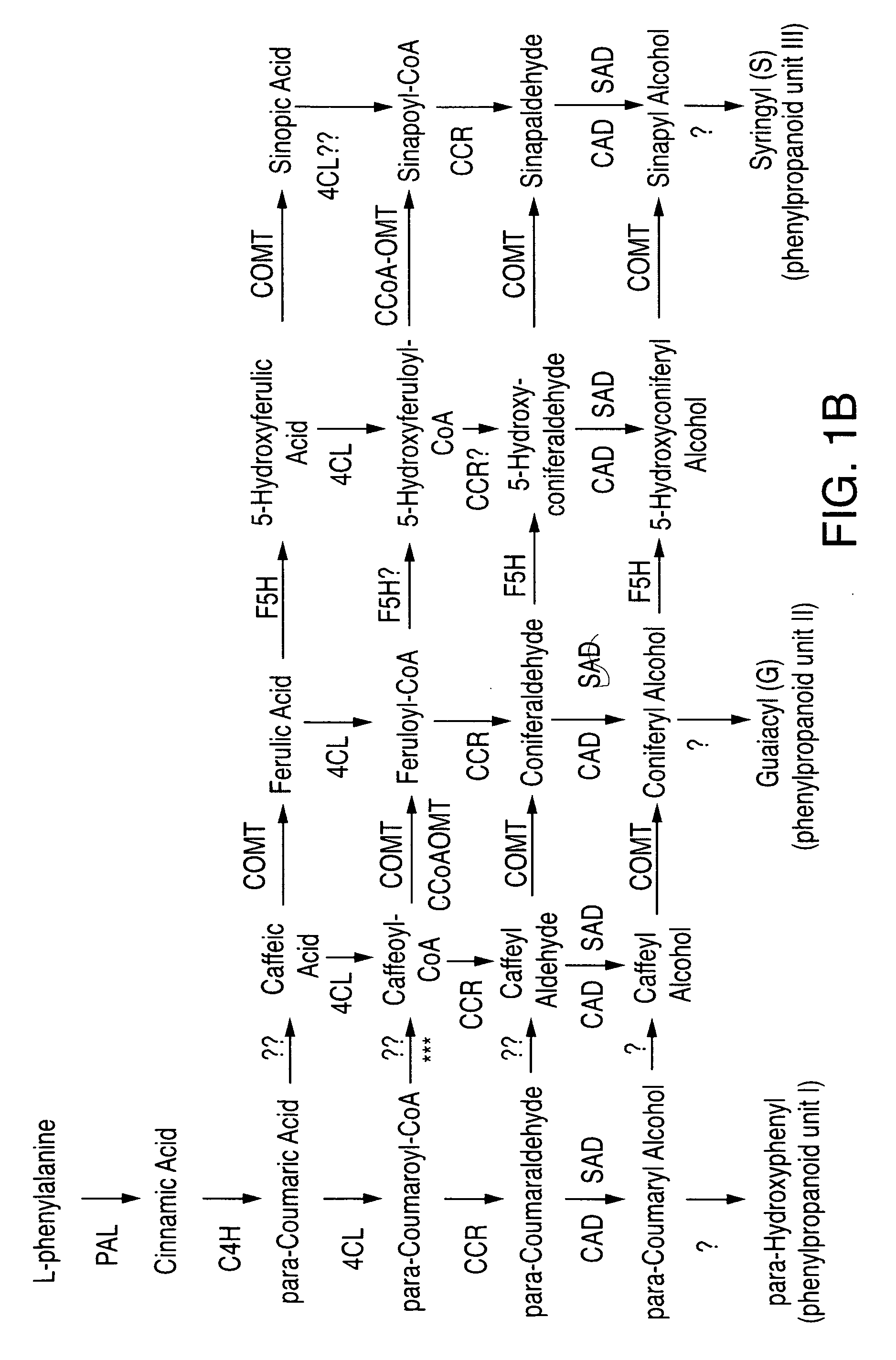 Altering regulation of maize lignin biosynthesis enzymes via RNAi technology