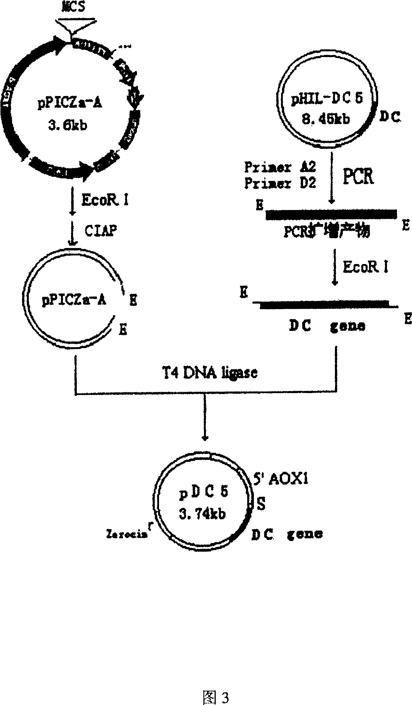 Antibacterial peptide DC and its preparing process and use