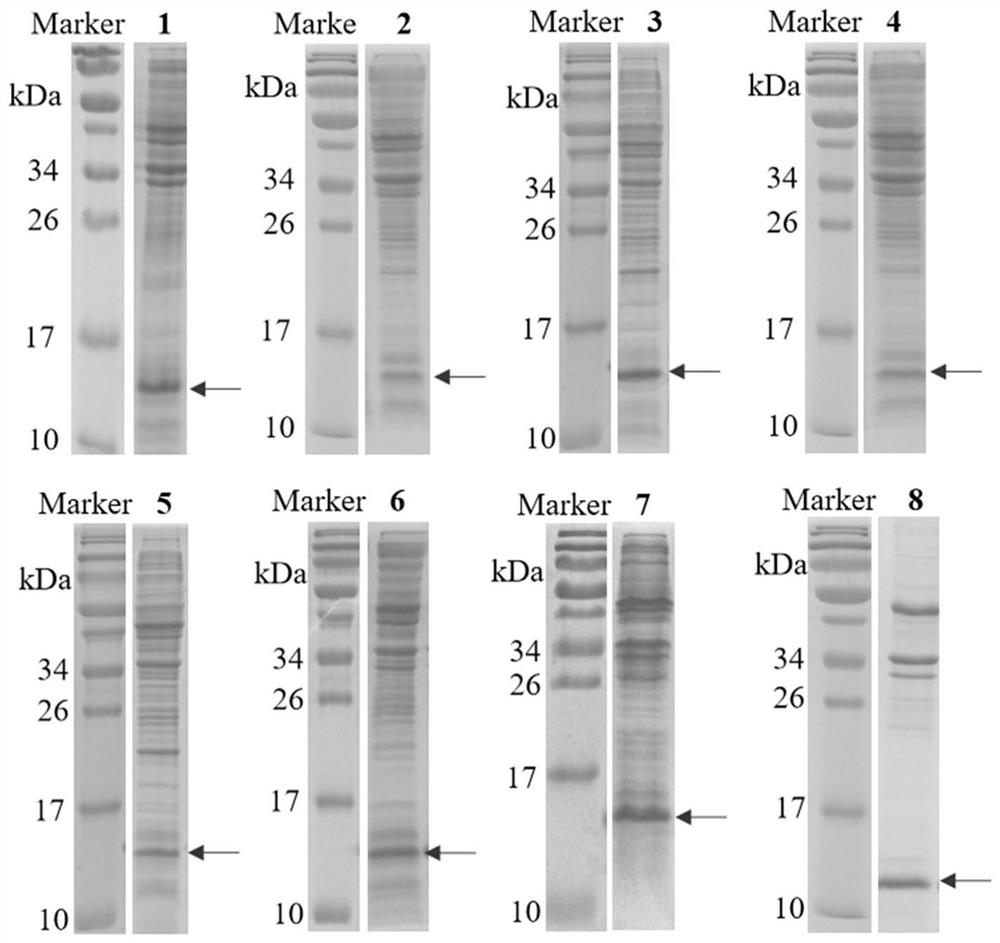 Human interleukin 2-polyethylene glycol conjugate and application thereof