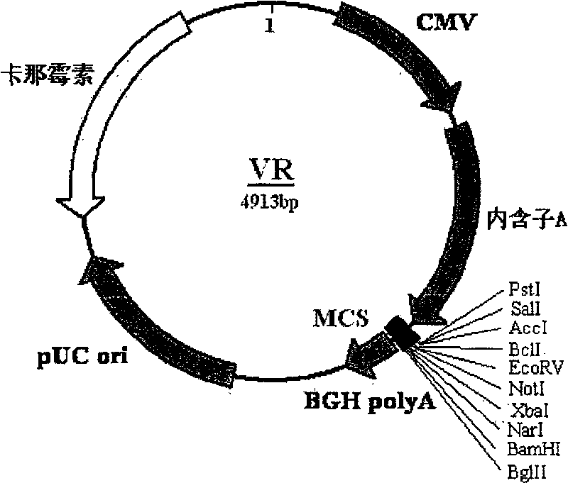 Modified HPV E6-E7 fusion gene and coding protein thereof