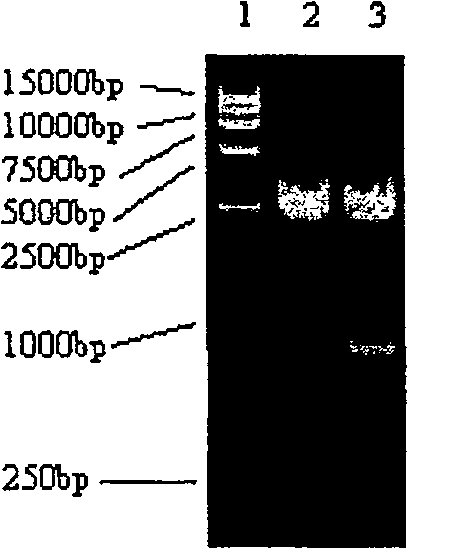 Modified HPV E6-E7 fusion gene and coding protein thereof