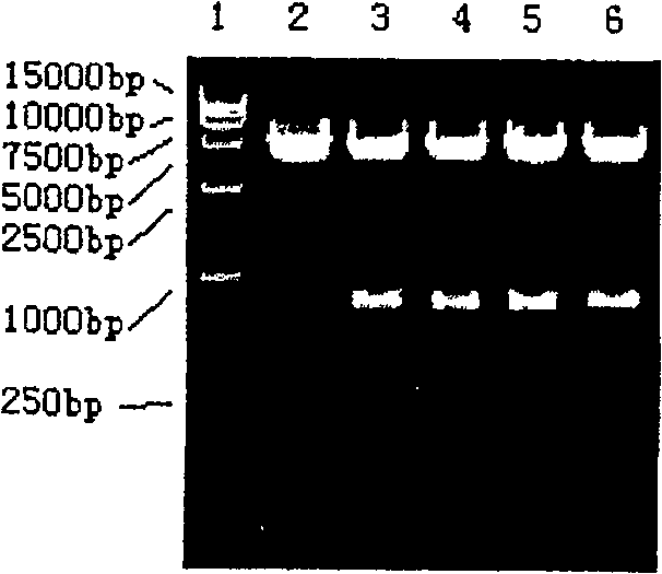 Modified HPV E6-E7 fusion gene and coding protein thereof