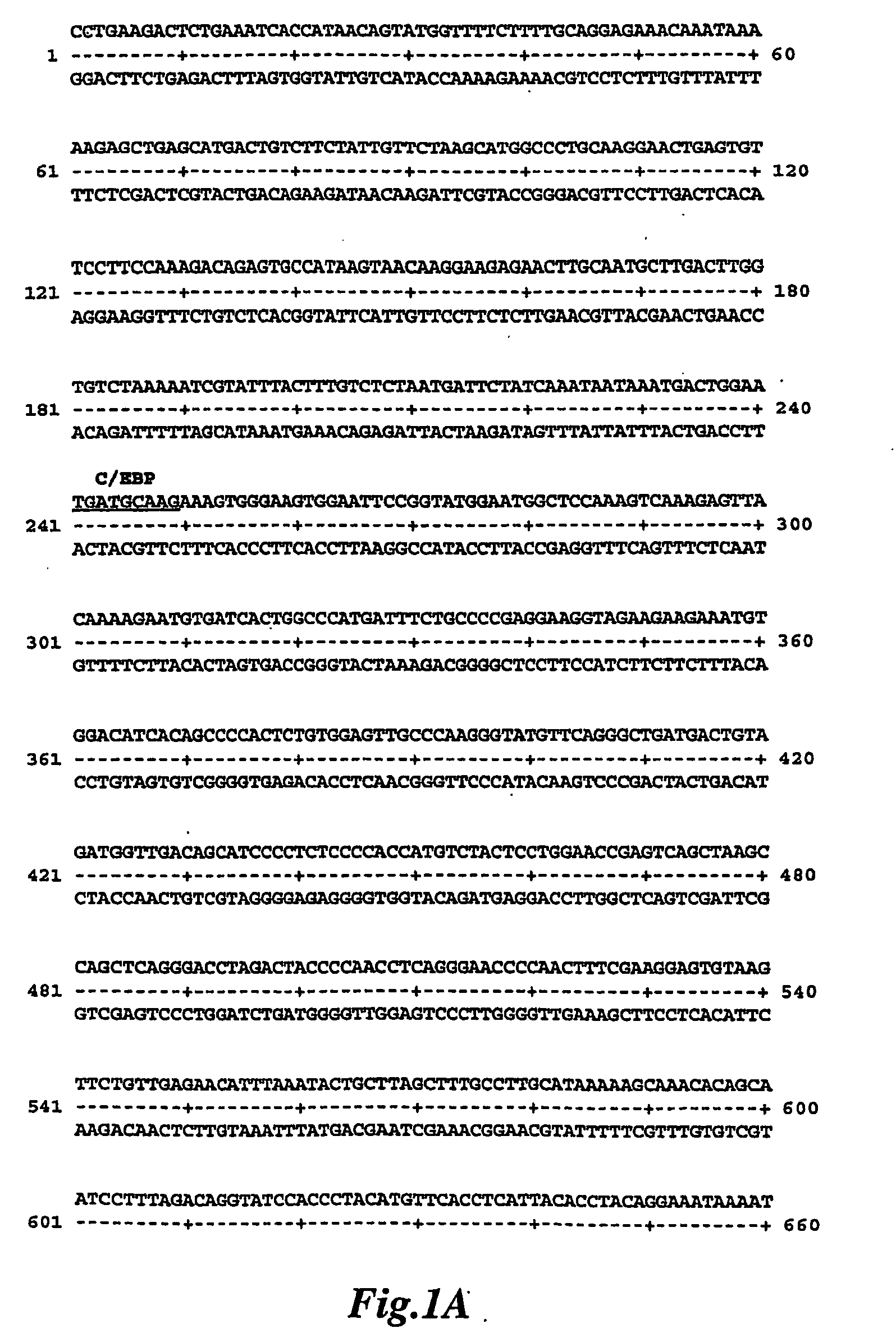 Mammary-associated serum amuloid a3 promoter sequences and used for same