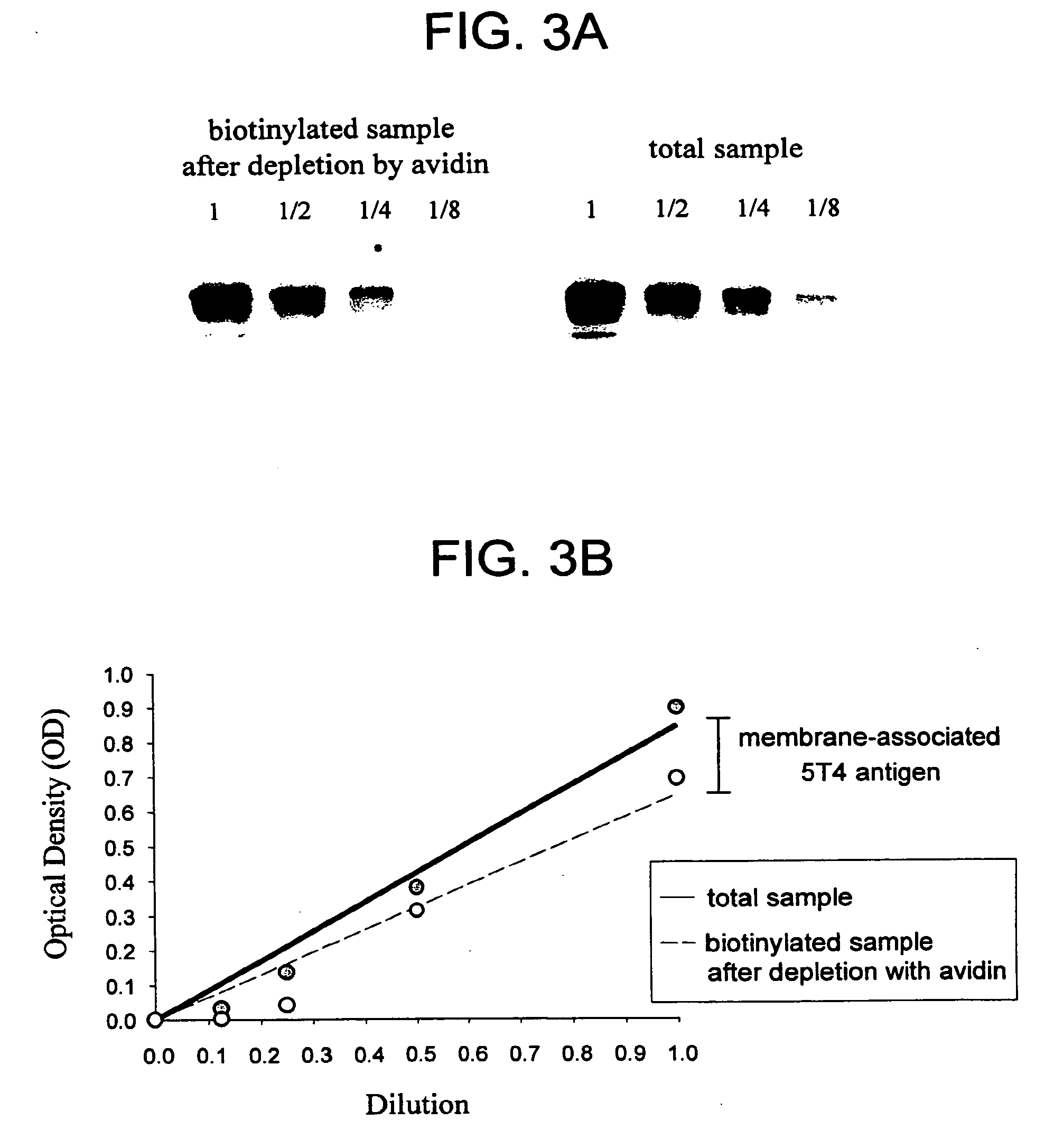 Humanized Anti-5t4 antibodies and Anti-5t4/calicheamicin conjugates