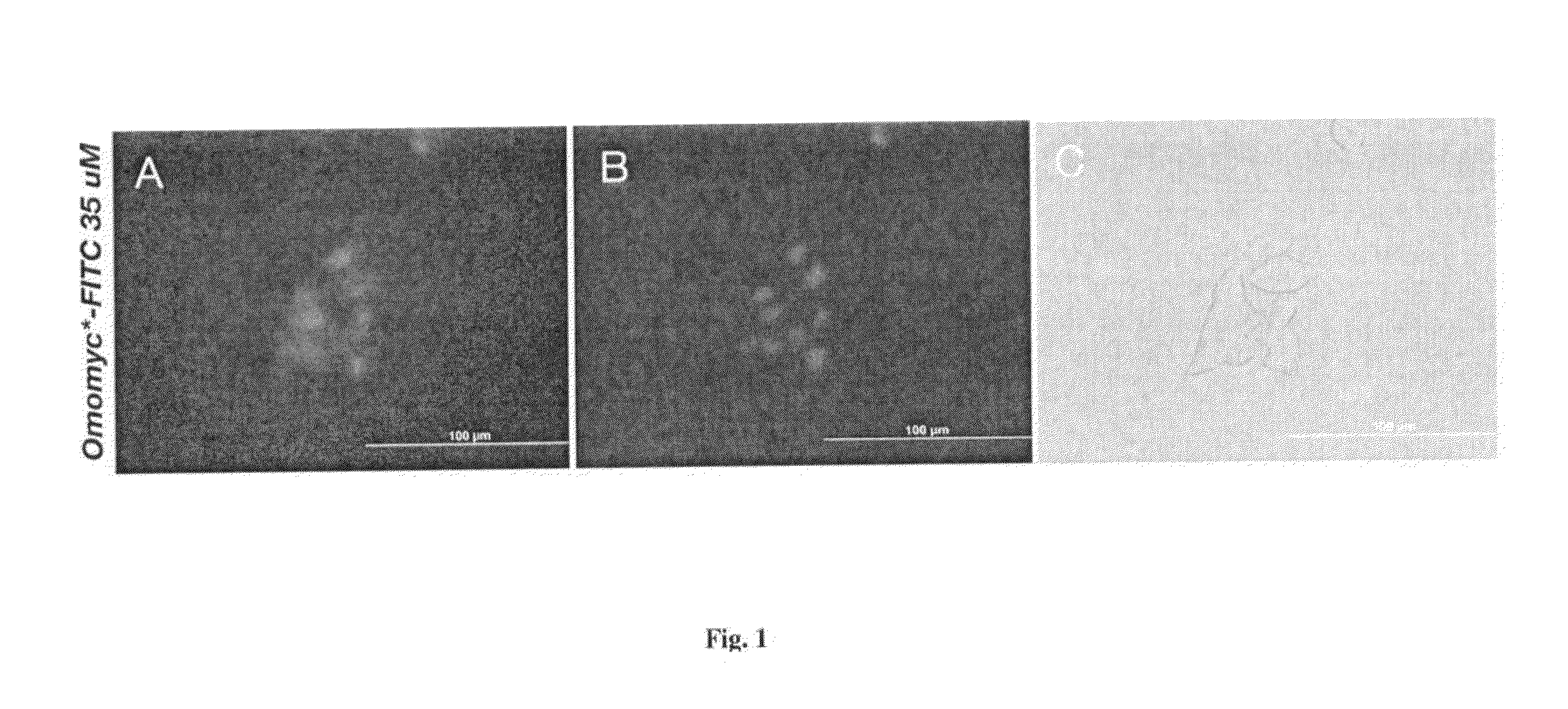 Methods and compositions for the treatment of cancer