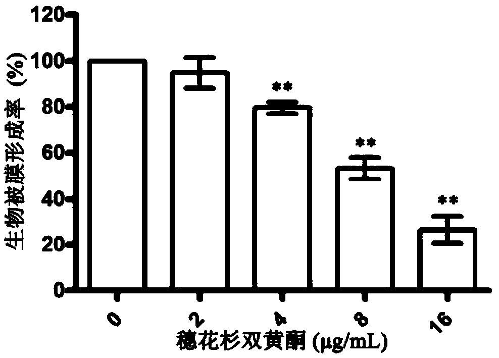 Medical use of amentoflavone in treatment of chicken necrotic enteritis