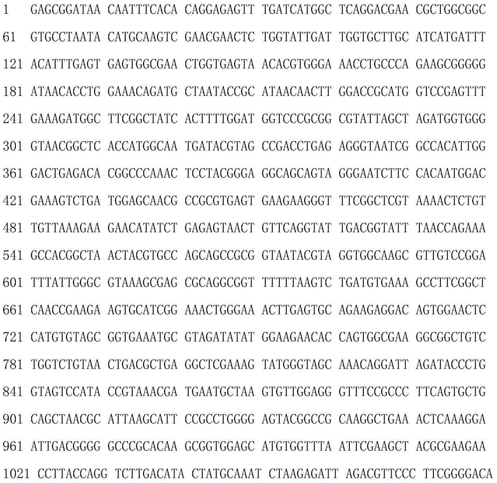 Lactobacillus plantarum UCN-11 strain, and composition and application thereof