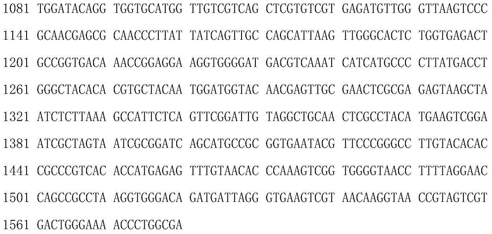 Lactobacillus plantarum UCN-11 strain, and composition and application thereof