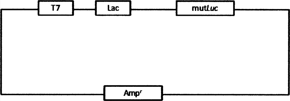 Firefly luciferase gene and application thereof