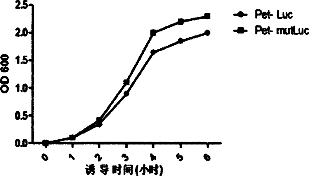 Firefly luciferase gene and application thereof