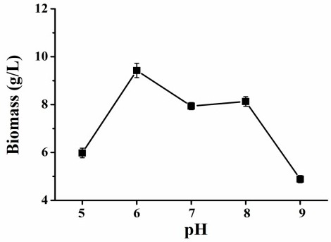 Culture medium and culture method for increasing yield of pleurotus eryngii