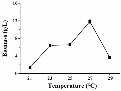 Culture medium and culture method for increasing yield of pleurotus eryngii