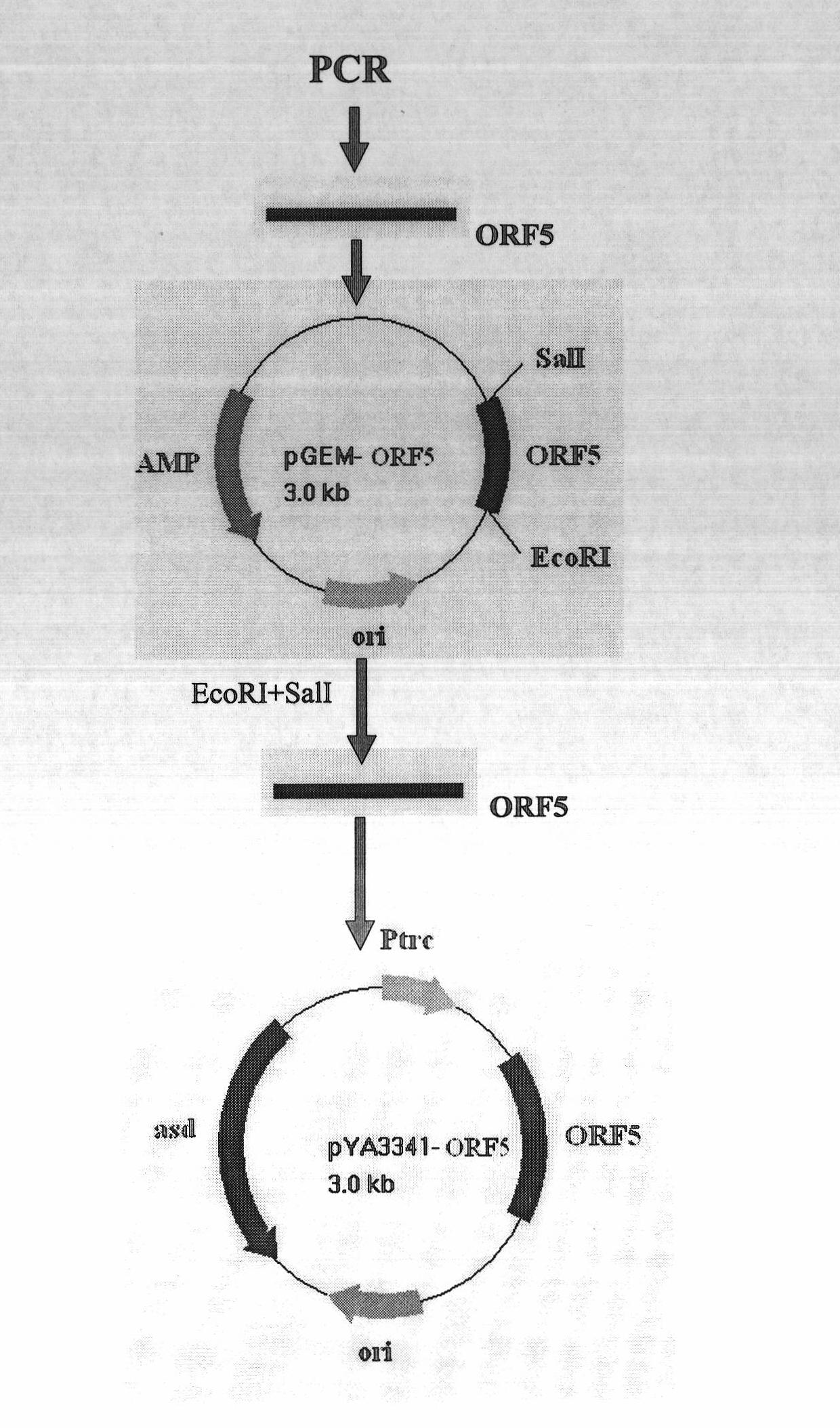 Recombinant attenuation salmonella typhimurium vector vaccine expressing PRRSV (Porcine Reproductive and Respiratory Syndrome Virus) immunogen gene and preparation method thereof