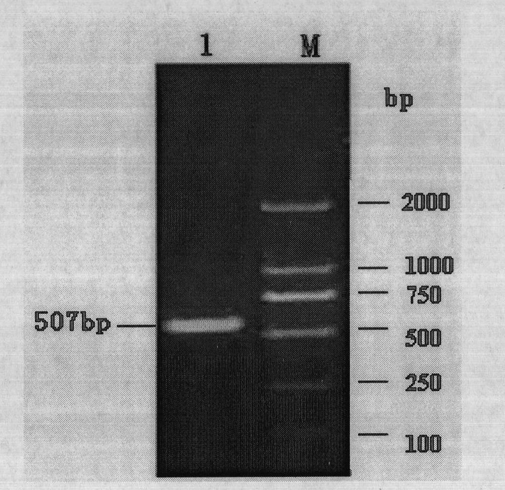 Recombinant attenuation salmonella typhimurium vector vaccine expressing PRRSV (Porcine Reproductive and Respiratory Syndrome Virus) immunogen gene and preparation method thereof