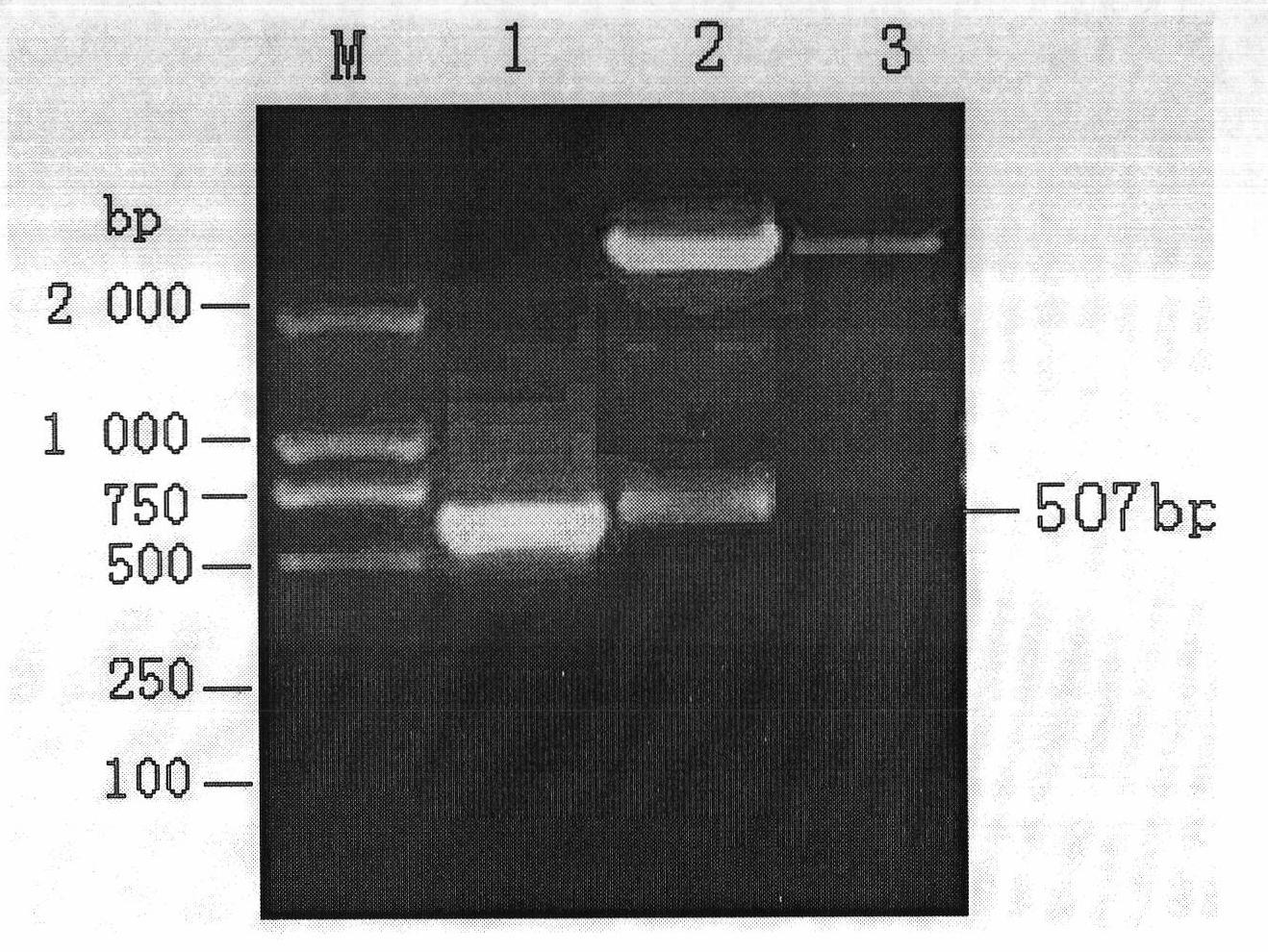 Recombinant attenuation salmonella typhimurium vector vaccine expressing PRRSV (Porcine Reproductive and Respiratory Syndrome Virus) immunogen gene and preparation method thereof