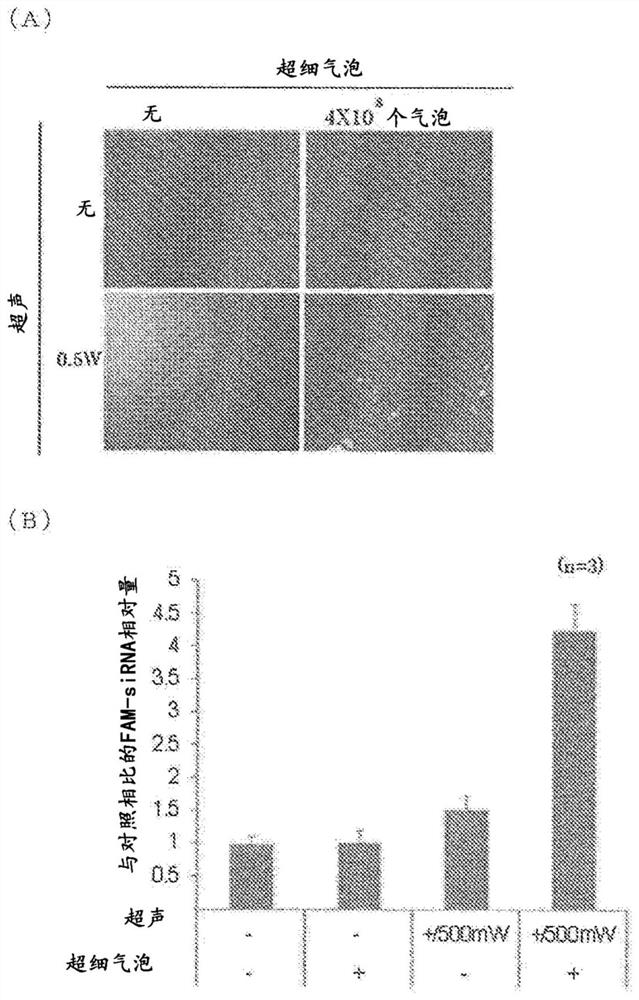 Transfection method