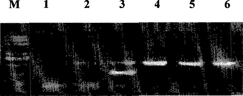 Method for removing strawberry light yellow edge virus by ultra low temperature technique