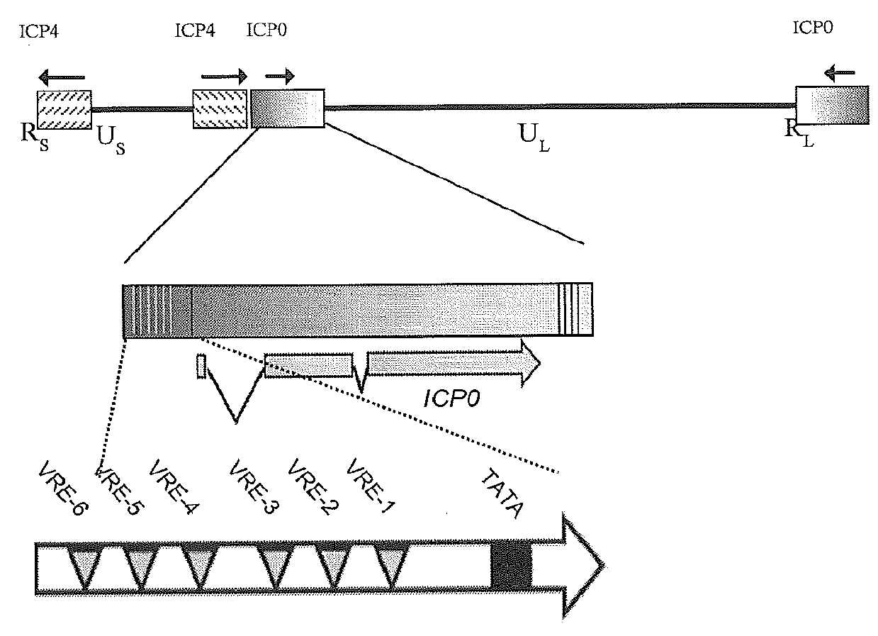 System for stable gene expression