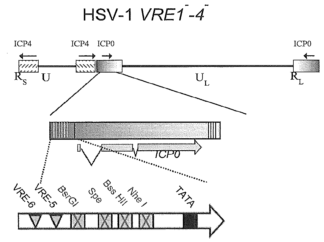 System for stable gene expression