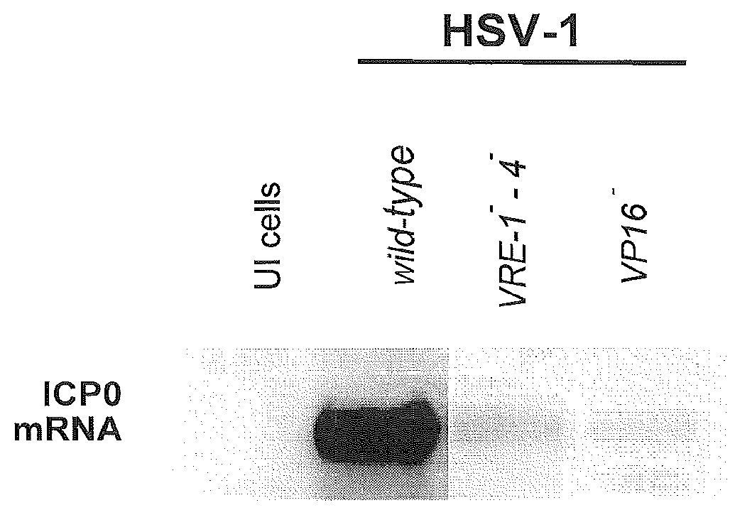 System for stable gene expression