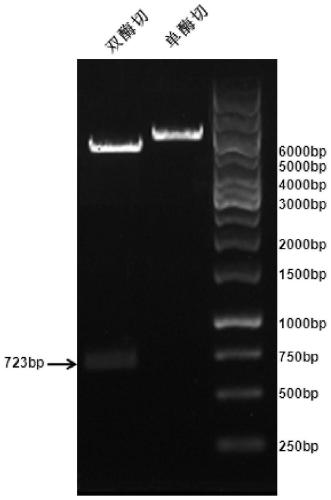 ZnT8 recombinant protein and preparing method and application thereof