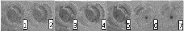 Kit for rapidly detecting vibrio parahaemolyticus TDH toxin in food and application thereof