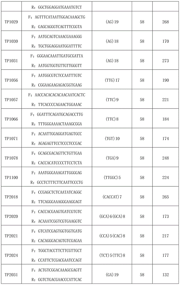 New camellia oleifera high-yield cultivation molecular design method