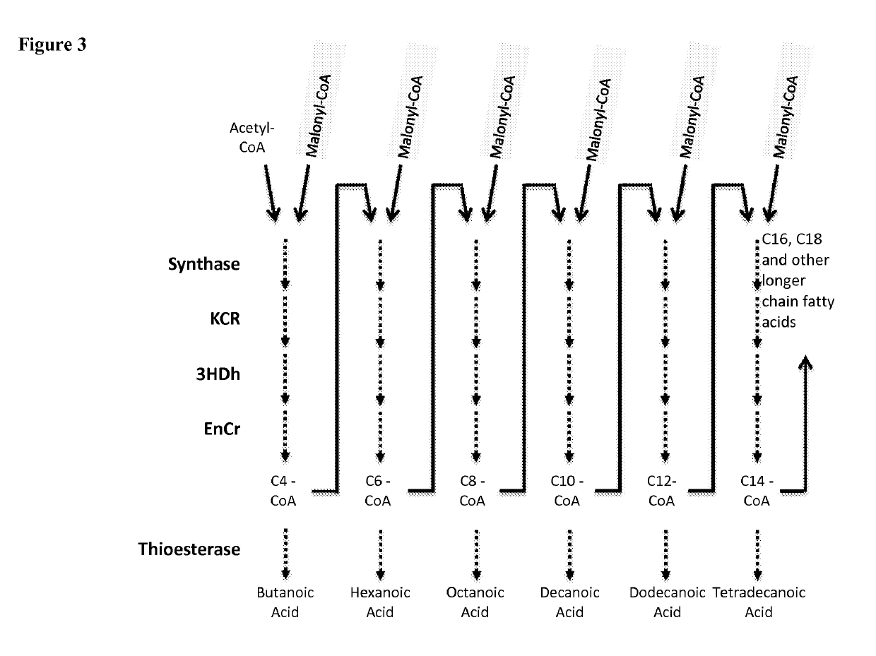 Microorganisms and methods for the production of fatty acids and fatty acid derived products