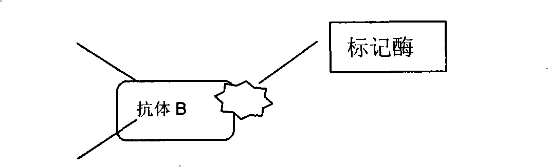 Quantitative determination method for saccharified protein