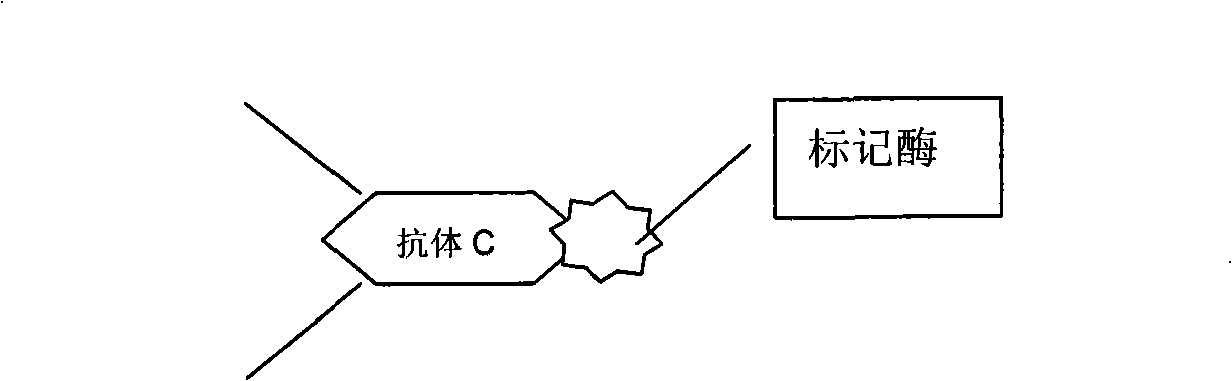 Quantitative determination method for saccharified protein