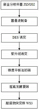 Androstenedione substrate-tolerant mutant strain and mutation breeding method thereof