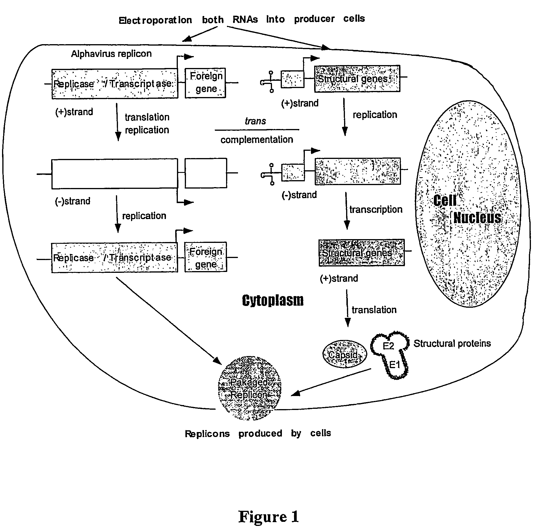 Packaging cell lines for the continuous production of alphavirus vectors